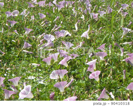 稲毛海岸ハマヒルガオ甦れプロジェクトの浜昼顔畑のハマヒルガオ 90410318