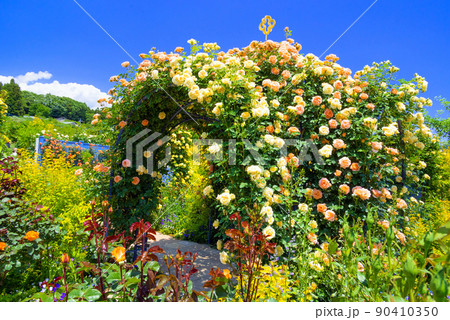 満開の薔薇アーチ 満開の薔薇アーチ 90410350