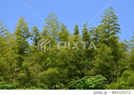 山田池公園 山田池公園 90410372