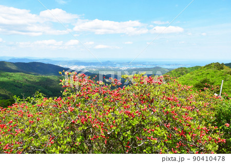 宮城県　気仙沼市　徳仙丈山　つつじの名所　ヤマツツジ 90410478