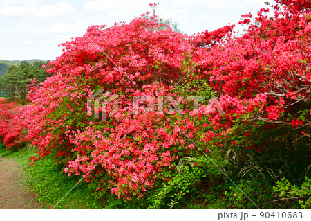 宮城県 気仙沼市 徳仙丈山 つつじの名所 ヤマツツジ 宮城県 気仙沼市 徳仙丈山 つつじの名所 ヤマツツジ 90410683
