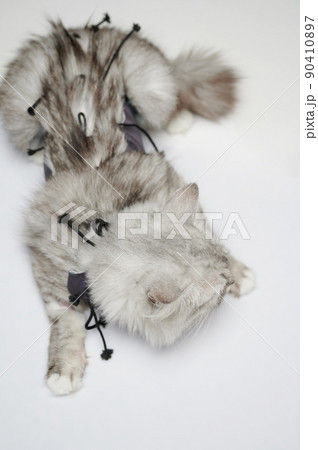 Sick grey cat isolated Sick grey cat isolated 90410897