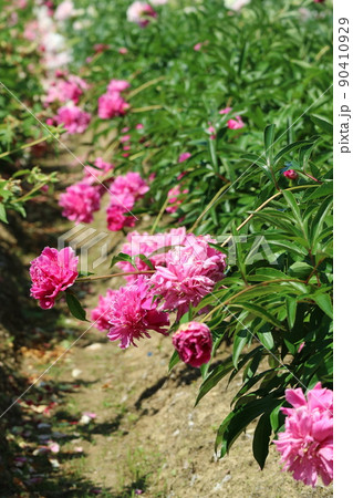 芍薬満開 90410929