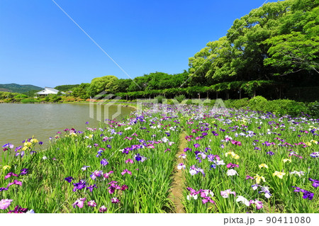 【愛媛県】晴天の南楽園花菖蒲まつり 90411080