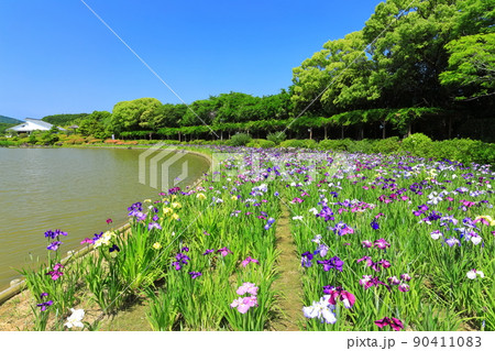 【愛媛県】晴天の南楽園花菖蒲まつり 【愛媛県】晴天の南楽園花菖蒲まつり 90411083