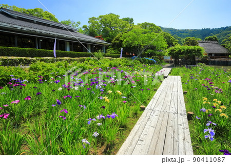 【愛媛県】晴天の南楽園花菖蒲まつり 90411087