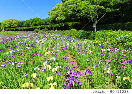 【愛媛県】晴天の南楽園花菖蒲まつり 90411088