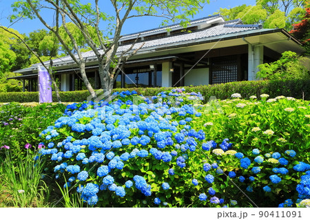 【愛媛県】晴天の南楽園の紫陽花 【愛媛県】晴天の南楽園の紫陽花 90411091