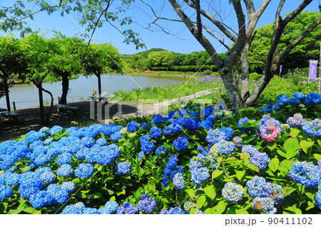 【愛媛県】晴天の南楽園の紫陽花 90411102