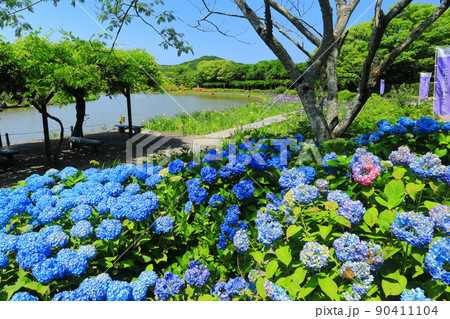 【愛媛県】晴天の南楽園の紫陽花 90411104