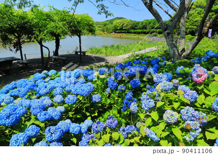 【愛媛県】晴天の南楽園の紫陽花 90411106