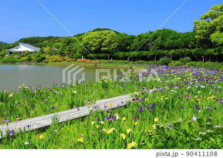 【愛媛県】晴天の南楽園花菖蒲まつり 90411108