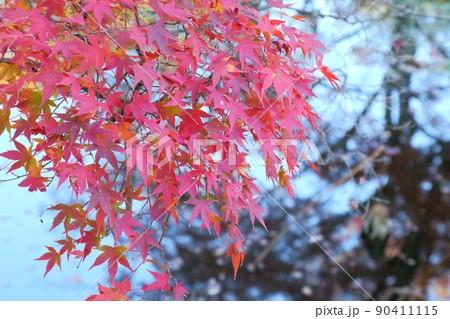 久安寺の紅葉 90411115