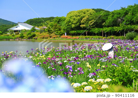 【愛媛県】晴天の南楽園花菖蒲まつり 90411116
