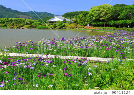 【愛媛県】晴天の南楽園花菖蒲まつり 【愛媛県】晴天の南楽園花菖蒲まつり 90411124