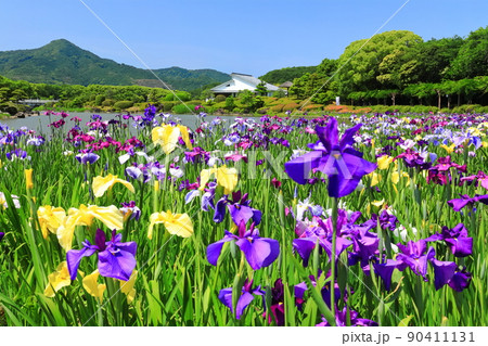 【愛媛県】晴天の南楽園花菖蒲まつり 【愛媛県】晴天の南楽園花菖蒲まつり 90411131