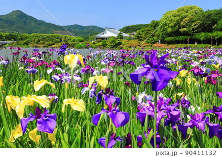 【愛媛県】晴天の南楽園花菖蒲まつり 90411132