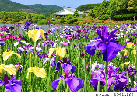 【愛媛県】晴天の南楽園花菖蒲まつり 90411134