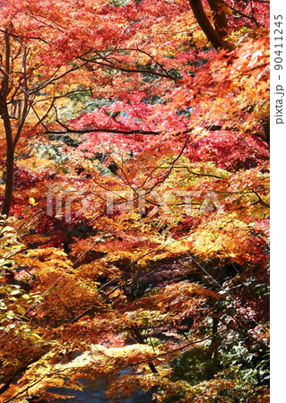 久安寺の紅葉 久安寺の紅葉 90411245
