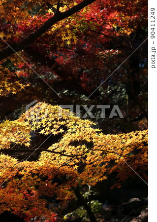 久安寺の紅葉 90411249