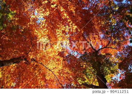 久安寺の紅葉 90411251