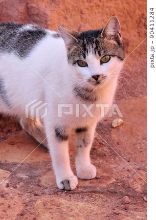 モロッコ　可愛い猫 90411284