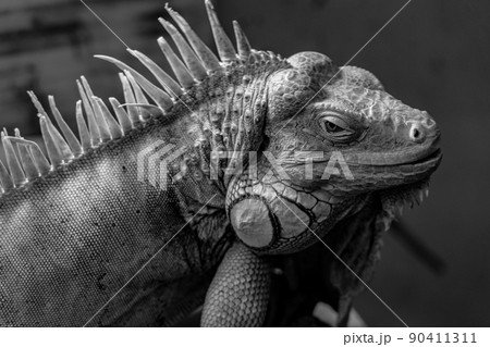 グリーンイグアナ グリーンイグアナ 90411311