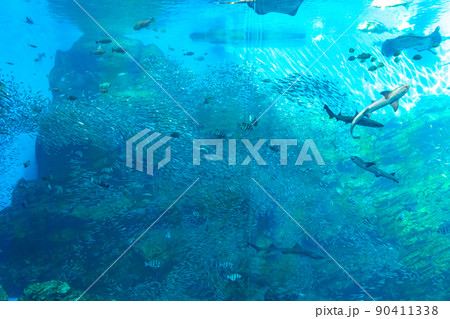 仙台うみの杜水族館の大水槽 いのちきらめくうみ(宮城県仙台市) 仙台うみの杜水族館の大水槽 いのちきらめくうみ(宮城県仙台市) 90411338