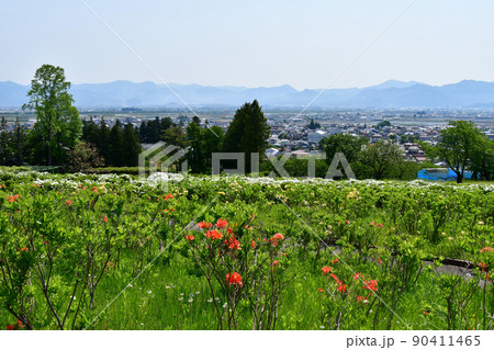 山形県 寒河江市 寒河江公園 つつじ園 花まつり ツツジ 山形県 寒河江市 寒河江公園 つつじ園 花まつり ツツジ 90411465