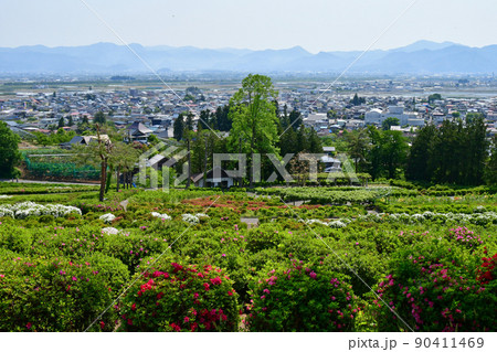 山形県　寒河江市　寒河江公園　つつじ園　花まつり　ツツジ 90411469