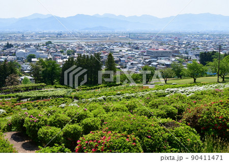 山形県 寒河江市 寒河江公園 つつじ園 花まつり ツツジ 山形県 寒河江市 寒河江公園 つつじ園 花まつり ツツジ 90411471