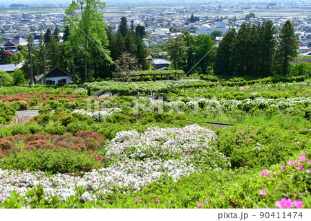 山形県　寒河江市　寒河江公園　つつじ園　花まつり　ツツジ 90411474