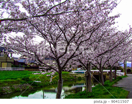 桜 サクラ 花見 桃色 桜 サクラ 花見 桃色 90411507