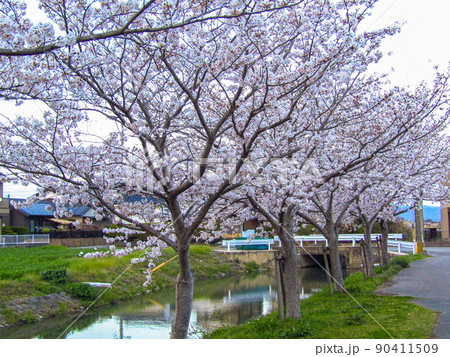 桜 自然 公園 川 桜 自然 公園 川 90411509