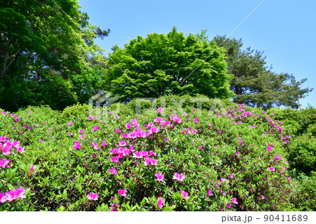 山形県 寒河江市 寒河江公園 つつじ園 花まつり ツツジ 山形県 寒河江市 寒河江公園 つつじ園 花まつり ツツジ 90411689