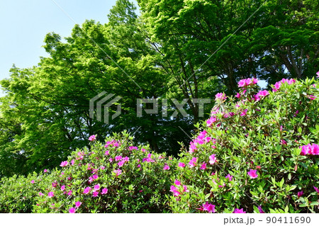 山形県 寒河江市 寒河江公園 つつじ園 花まつり ツツジ 山形県 寒河江市 寒河江公園 つつじ園 花まつり ツツジ 90411690