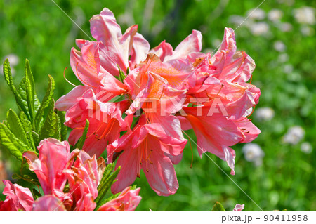 山形県　寒河江市　寒河江公園　つつじ園　花まつり　ツツジ 90411958