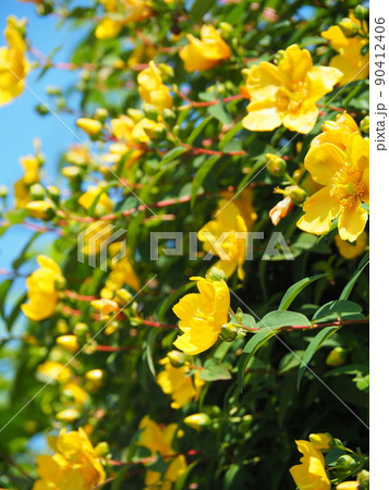 満開のヒペリクム・ヒドコート（大輪金糸梅）と青空 90412406