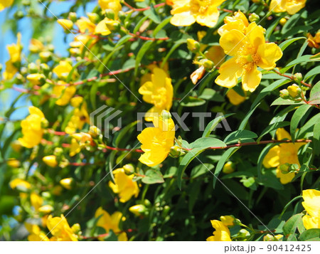 満開のヒペリクム・ヒドコート（大輪金糸梅） 90412425