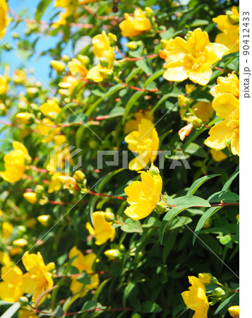 満開のヒペリクム・ヒドコート（大輪金糸梅） 90412433