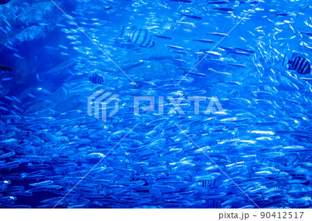 仙台うみの杜水族館の大水槽 いのちきらめくうみ(宮城県仙台市) 仙台うみの杜水族館の大水槽 いのちきらめくうみ(宮城県仙台市) 90412517
