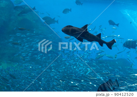 仙台うみの杜水族館の大水槽 いのちきらめくうみ(宮城県仙台市) 仙台うみの杜水族館の大水槽 いのちきらめくうみ(宮城県仙台市) 90412520