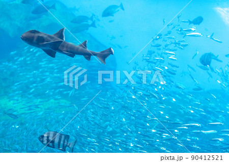 仙台うみの杜水族館の大水槽　いのちきらめくうみ（宮城県仙台市） 90412521