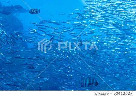 仙台うみの杜水族館の大水槽 いのちきらめくうみ(宮城県仙台市) 仙台うみの杜水族館の大水槽 いのちきらめくうみ(宮城県仙台市) 90412527