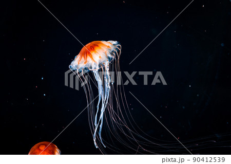 アカクラゲ　仙台うみの杜水族館（宮城県仙台市） 90412539