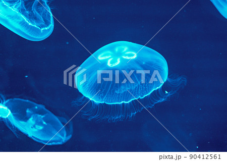 ミズクラゲ　仙台うみの杜水族館（宮城県仙台市） 90412561