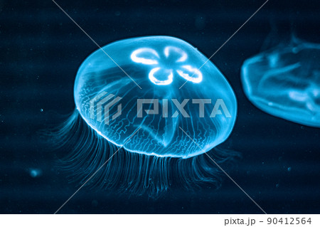 ミズクラゲ　仙台うみの杜水族館（宮城県仙台市） 90412564