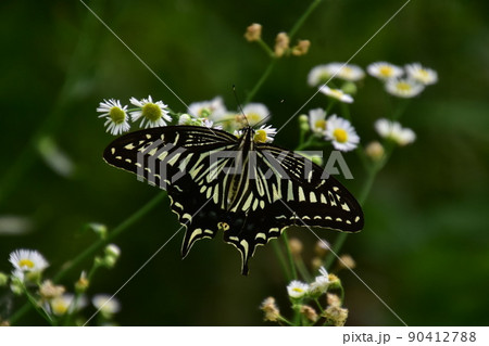 アゲハチョウ アゲハチョウ 90412788