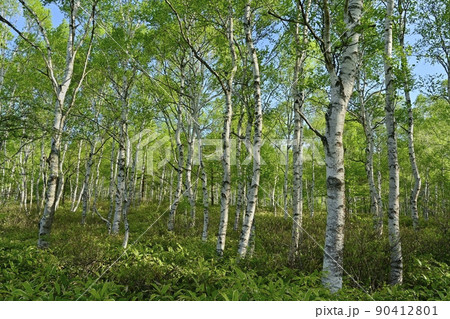 八千穂高原の白樺群生地の森 90412801