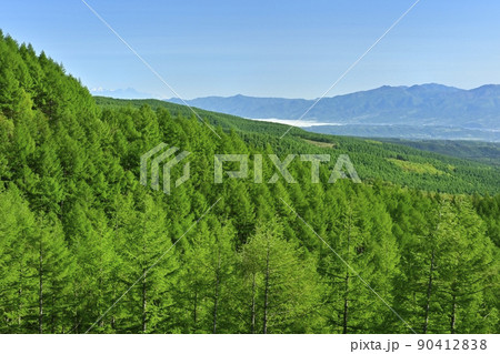 八千穂高原を通るメルヘン街道と八ヶ岳ビューロードの分岐点の見晴台からのカラマツ林に信州の山々 90412838